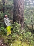 Riparian plant crew looked for big trees that provide benefits as in-stream structures for fish habitats and on the forest floor to slow the flow of water.  Photo by Heather Pritchard