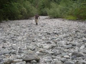 Rescuing salmon from a dry tributary of the Cowichan River