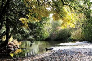 Voluntary water conservation is being requested by the province in the face of low flows on a number of fish bearing streams and rivers. (Citizen file)