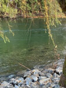 salmon spawning upper Cowichan River_JayneIngram
