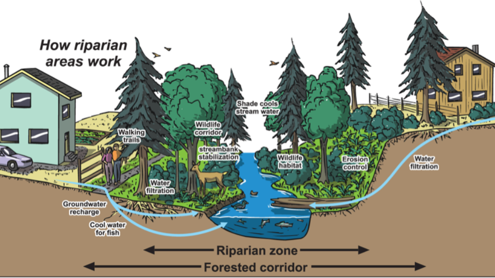 Riparian Area diagram_CCLT